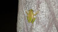 0970 Santa Clara - Frosch in unserer Hotelanlage Los Canayes