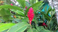0977 Santa Clara -Hotelanlage Los Canayes -