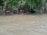 Bootsfahrt auf dem Rio Toa