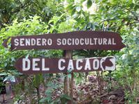  Kakao Plantage