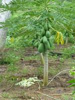 Papaya