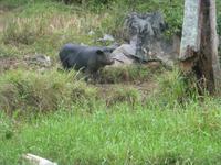Landwirtschaft der Bauernfamilie