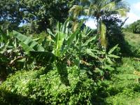 Zugfahrt im Tal der Zuckermühlen