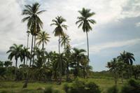 Fahrt nach Baracoa - Karibikküste