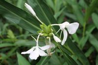 Baracoa - Kakaobauer