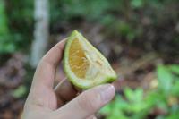 Baracoa - Kakaobauer