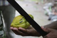 Baracoa - Kakaobauer