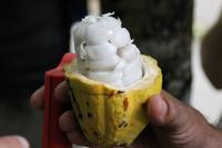 Baracoa - Kakaobauer