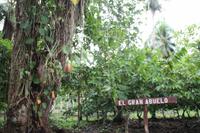 Baracoa - Kakaobauer