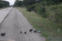 Fahrt nach Camagüey