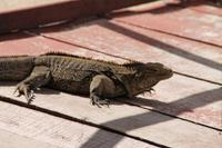 Katamaranausflug - Cayo Blanco