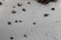 Katamaranausflug - Cayo Blanco