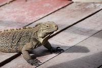 Katamaranausflug - Cayo Blanco