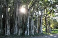 Botanischer Garten - Cienfuegos