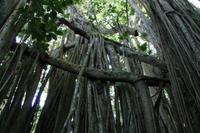 Botanischer Garten - Cienfuegos