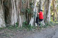 Botanischer Garten - Cienfuegos