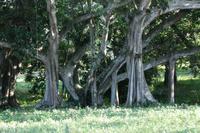 Botanischer Garten - Cienfuegos