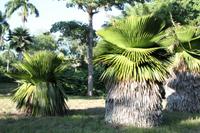 Botanischer Garten - Cienfuegos