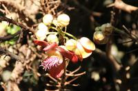 Botanischer Garten - Cienfuegos