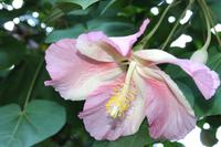 Botanischer Garten - Cienfuegos