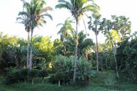 Botanischer Garten - Cienfuegos