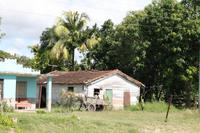 Fahrt nach Santa Clara - Zuckerrohrfeld