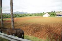 Fahrt ins Pinar del Rio