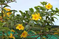 Pinar del Rio - Ortschaft Vinales