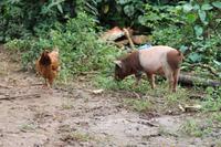 kleine Wanderung im Vinales Tal