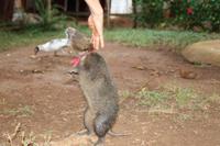 kleine Wanderung im Vinales Tal - Baumratte