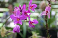 Orchideengarten in Soroa