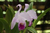 Orchideengarten in Soroa