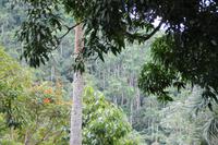 Orchideengarten in Soroa