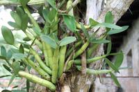 Orchideengarten in Soroa