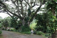 Orchideengarten in Soroa