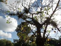 Botanischer Garten Cienfuegos1