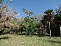 Botanischer Garten Cienfuegos3