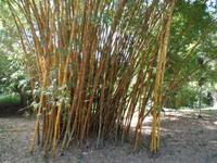 Botanischer Garten Cienfuegos6