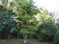 Botanischer Garten Cienfuegos14