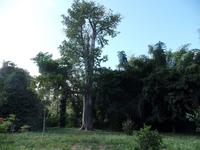 Botanischer Garten Cienfuegos16
