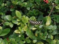 Botanischer Garten Cienfuegos18