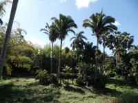 Botanischer Garten Cienfuegos20
