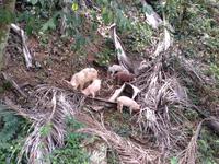 Sierra del Escambray1