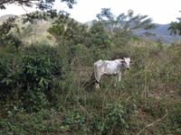 Sierra del Escambray3