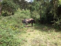 Sierra del Escambray13