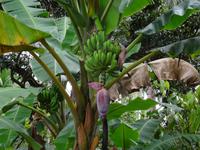 Finca Duaba - Bananen