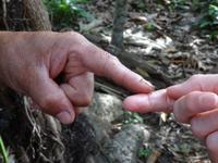 Finca Duaba - Termiten