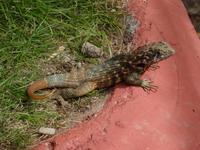 gefährliche Reptilien