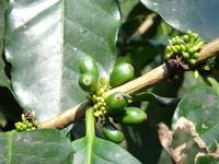 Parque Guanayara - Kaffeestrauch