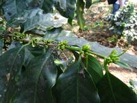 Parque Guanayara - Kaffeestrauch